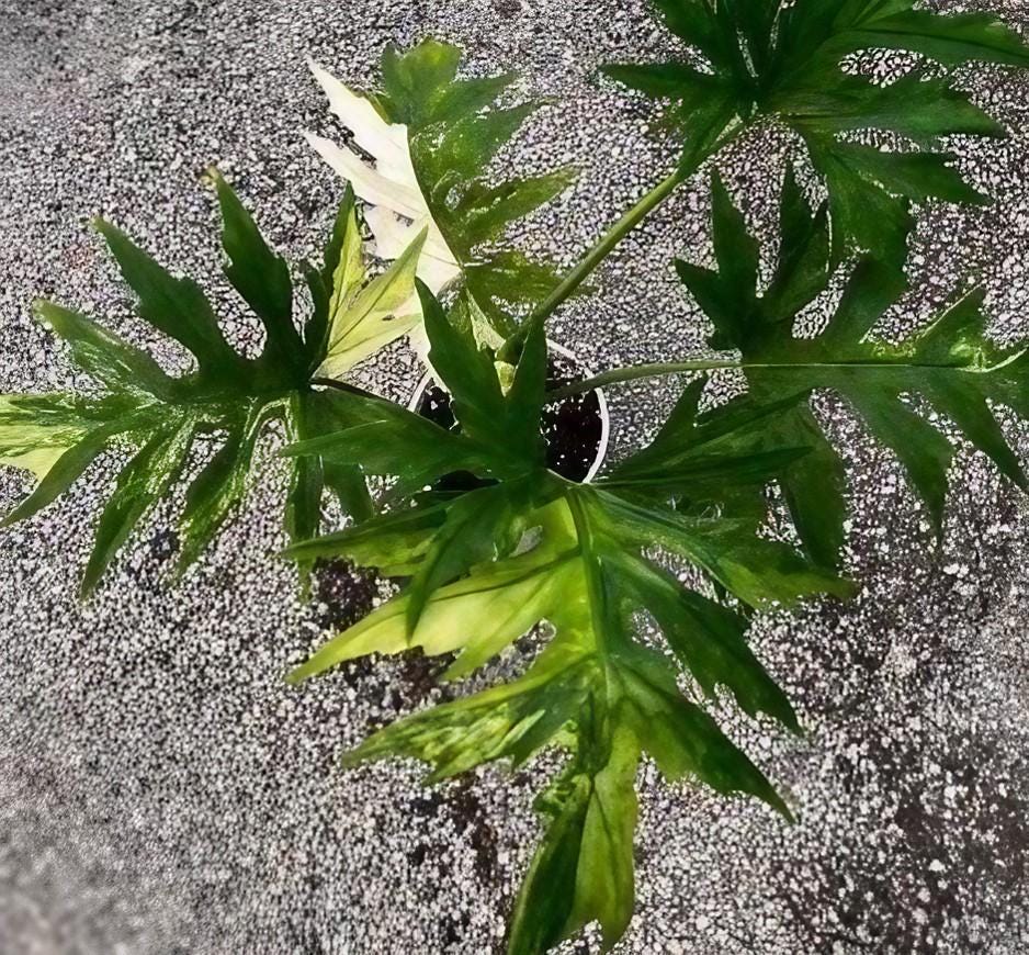 その他観葉植物 Philodendron warscewiczii Variegata Philodendron warscewiczii Variegata 【公式通販】