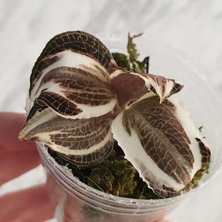 その他観葉植物 ADA Anoectochilus roxburghii Variegata Anoectochilus Roxburghii Variegata Variegated 1.7