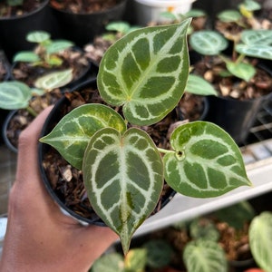King of Spades X Red Crystallinum - Etsy