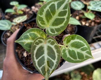 ミシェル　Michelle×レッドクリスタリナム Bibian 比比昂- 【Anthuroom】Anthurium 'Black Widow' x