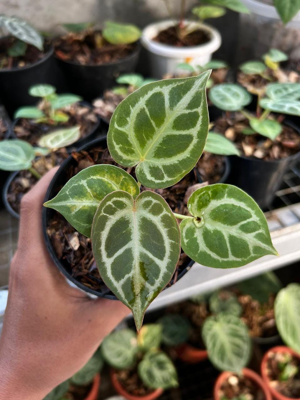 Anthurium Anthurium