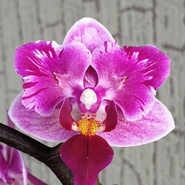 Phalaenopsis Miki Pink Fox (variegata & peloric) variegated 2.5" *Preorder* (5390P:3) | US-Based Seller | Rare Orchid