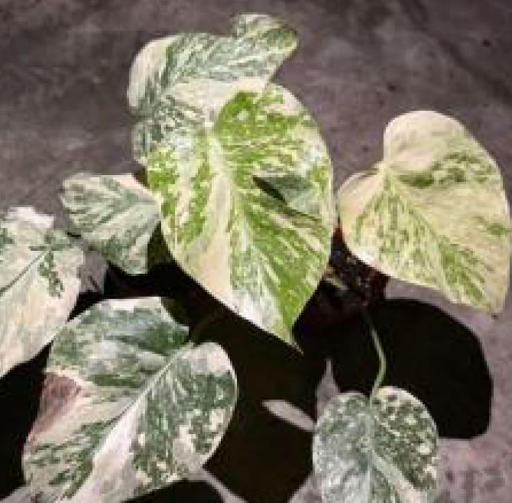 モンステラデリシオーサ　クリームチーズMonstera Cream Cheese Monstera 