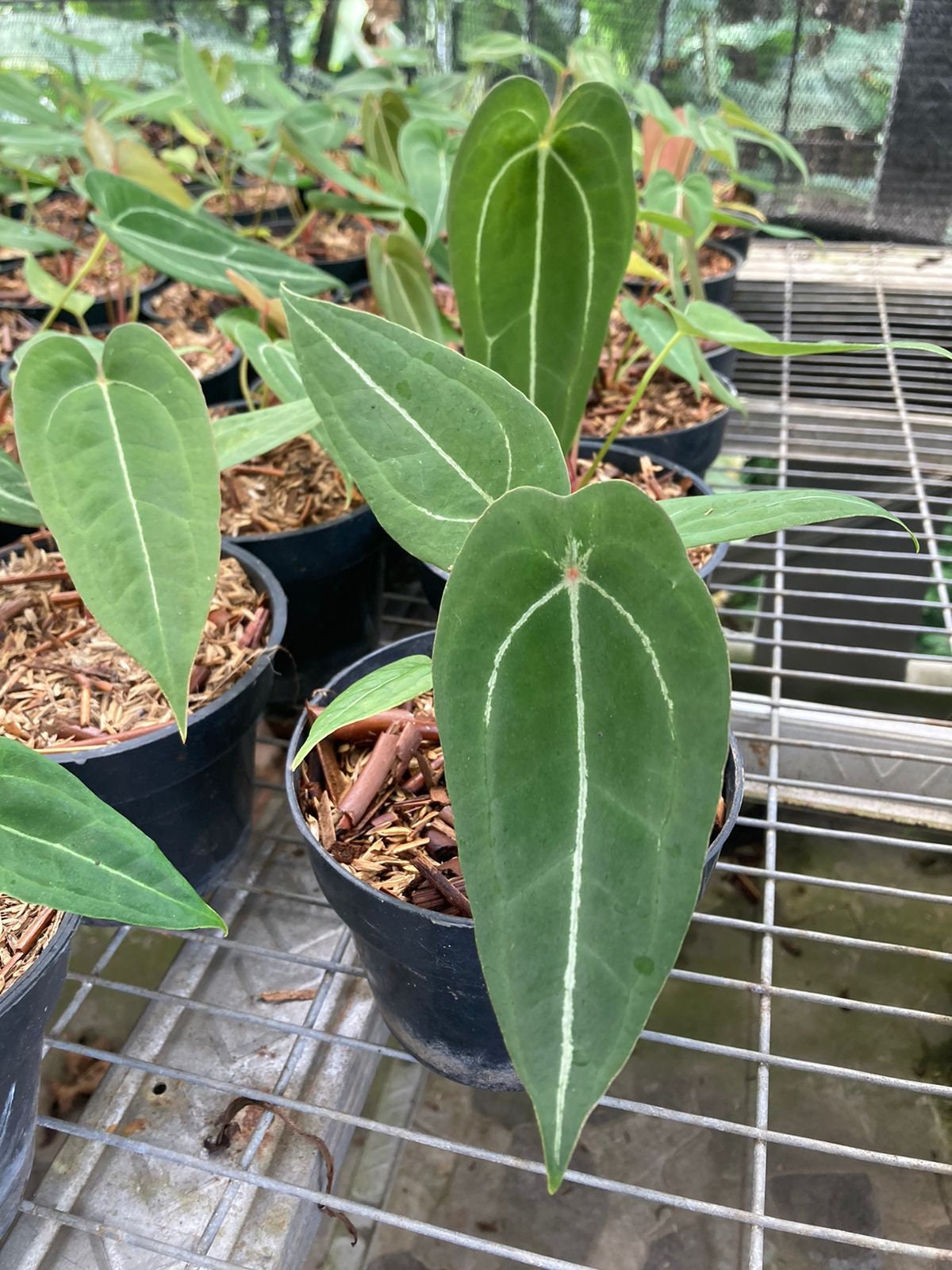 Anthurium 