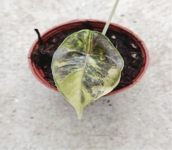 アロカシア・アズラニー アウレア 斑入り Azlanii Aurea var Alocasia Azlanii 