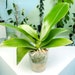 see more listings in the Plants In-Stock - Exact section