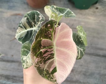 Alocasia Azlanii 