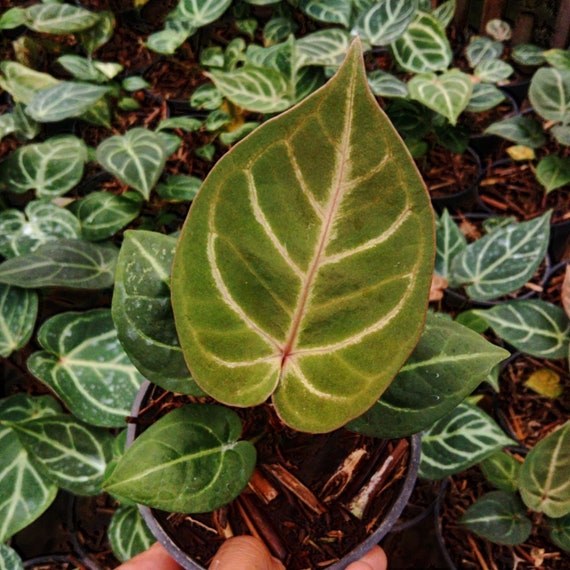 2025年新作アイテムが続々登場 Anthurium  その他観葉植物