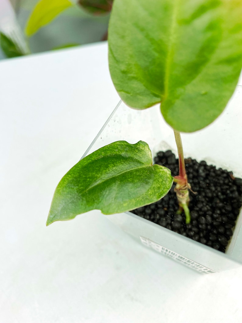 Anthurium papillilaminum Red Stem 3:J7 1442 Rare Aroid Exact Plant image 3