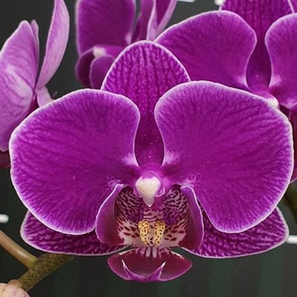 Phalaenopsis Sun Jye Diamond (variegata) variegated 2.5" *Preorder* (2453P:G) | US-Based Seller | Rare Orchid
