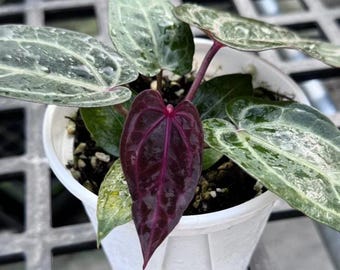 Anthurium "Purple Crystallinum" Grower's Choice *In Stock*