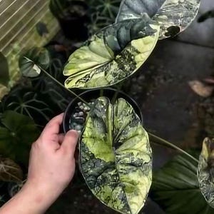 『SALE』Alocasia Dragon Scale var (TC) 2-3 Alocasia Baginda 
