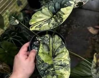 Alocasia Dragon Scale mint var. 2本セット Alocasia Dragon Scale Mint | Buy Online - Exotic & Striking