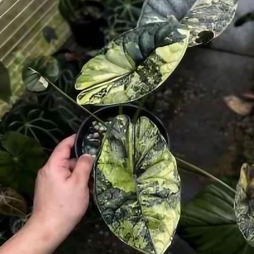 Alocasia Baginda 