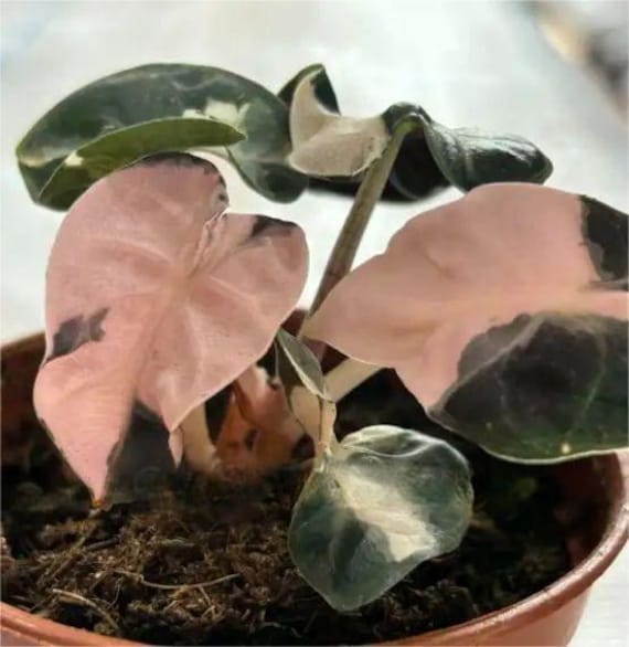 Alocasia 
