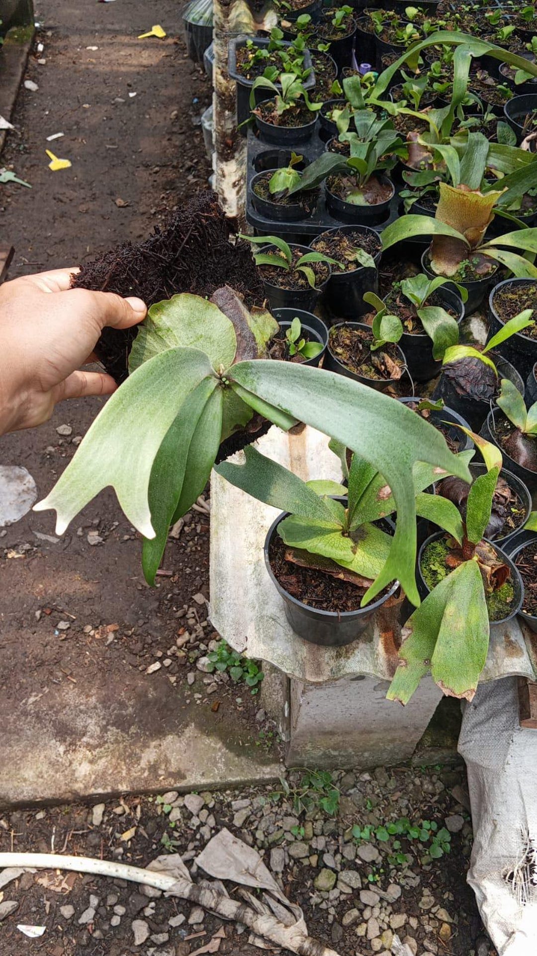 【同梱】P.willinckii cv. Silver Phoenix Platycerium Willinckii 