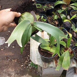 P. Willinckii - Etsy