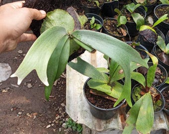 Platycerium Willinckii 