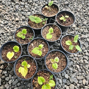 Anthurium "King of Spades" "Golden" Grower's Choice *In Stock*
