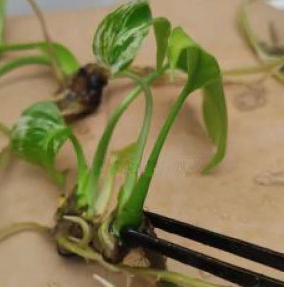 モンステラ・ポトス MONSTERA Deliciosa DEVIL MONSTER TC Monstera Deliciosa 