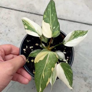 Philodendron gloriosum variegado TC Plantlet Grower's Choice *En stock*