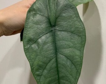 Alocasia heterophylla 'Silver' 2.5" *Preorder* (2194P:G) | US-Based Seller | Rare Aroid