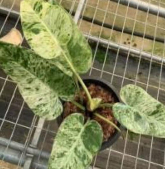 Philodendron giganteum Blizzard variegated TC... Grower's Choice *Now In Stock* (6499P:G) | Rare Aroid Acclimated (In Stock)
