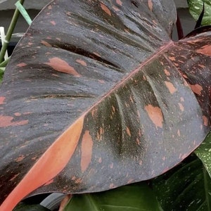 Philodendron Orange Princess variegated TC plantlet Preorder 3528P:2 US-Based Seller Rare Aroid image 1