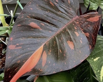 Philodendron "Orange Princess" variegated TC plantlet *Preorder* (3528P:2) | US-Based Seller | Rare Aroid