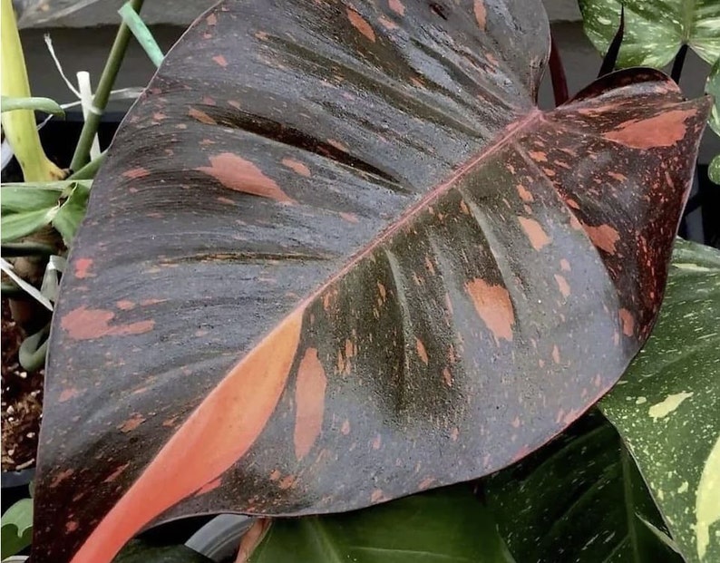 Philodendron Orange Princess variegated TC plantlet Preorder 3528P:2 US-Based Seller Rare Aroid image 1