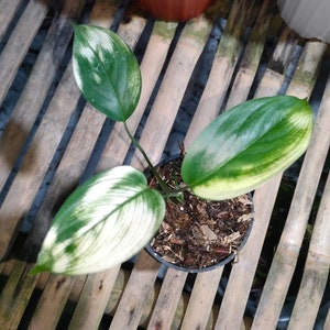 Scindapsus "White Monster" variegated *Preorder* (6090P:G) | US-Based Seller | Rare Aroid