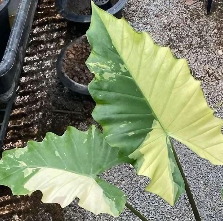 アロカシア ポルトドラ 斑入り Alocasia Portora white