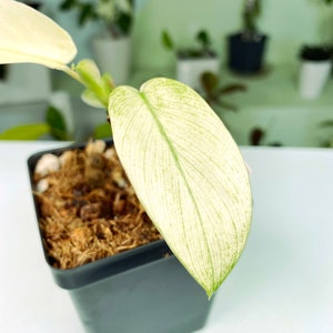 Philodendron Florida Ghost 3:E12 629 Rare Aroid Exact Plant image 2