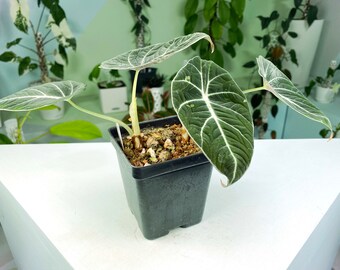 Alocasia reginula Variegated reverted (3:S8) [1227] | Rare Aroid | Exact Plant