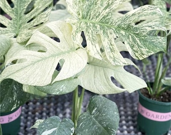 Monstera Deliciosa “white Monster” Variegated TC Plantlet
