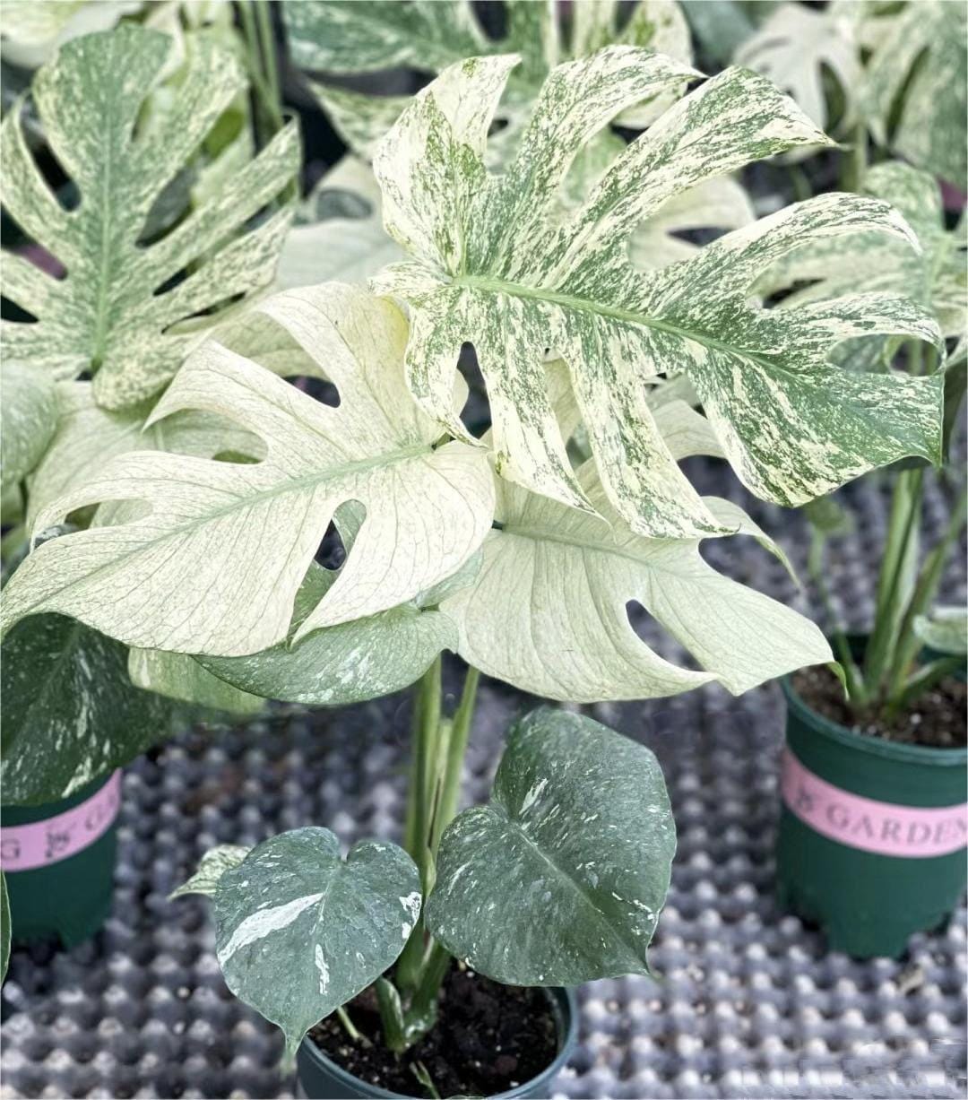 Monstera deliciosa “White Monster” variegated TC Plantlet Grower's