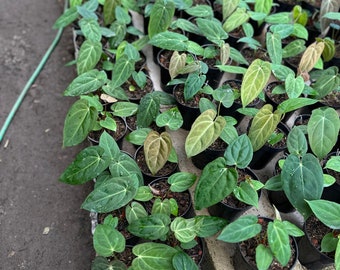 Anthurium dressleri x "Blue papillilaminum" *Preorder* (5970P:G) | US-Based Seller | Rare Aroid