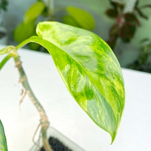 Philodendron Florida Beauty variegated 3:C5 1438 Rare Aroid Exact Plant image 3