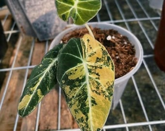 Alocasia 
