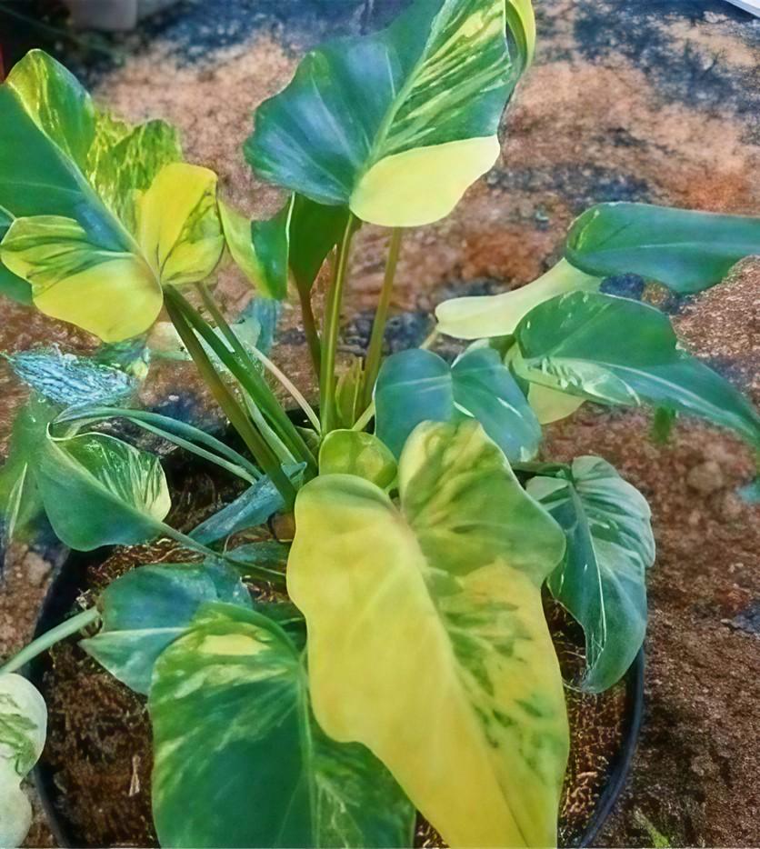 Bipinnatifidum - Etsy