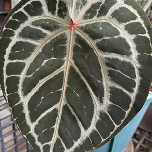 Anthurium 'Michelle' 3.0" *Preorder* afbeelding 2