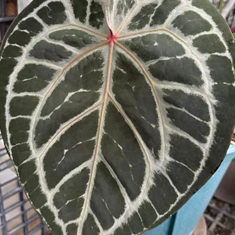 Anthurium 'Michelle' 3.0" *Preorder* afbeelding 2
