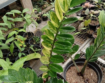 Zamioculcas zamiifolia variegated 1 stick Grower's Choice *Now In Stock* (5960P:G) | Rare Aroid