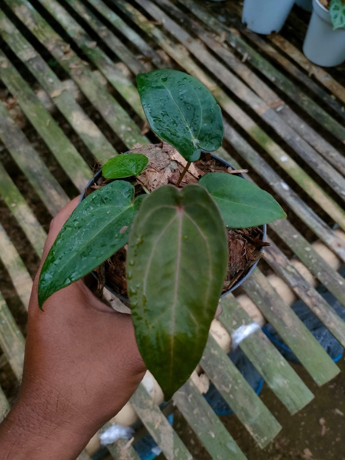 Buy Anthurium Red Spider Striking Floral Accent – HappiestPlants