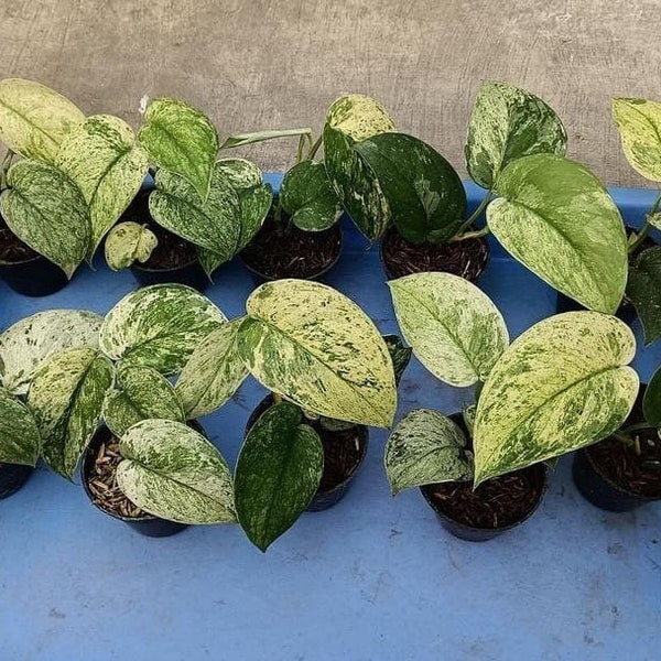 Scindapsus “Cream Blue” variegata variegated *Preorder* (6091P:G) | US-Based Seller | Rare Aroid