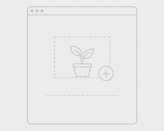 Syngonium Green Splash TC *Preorder*