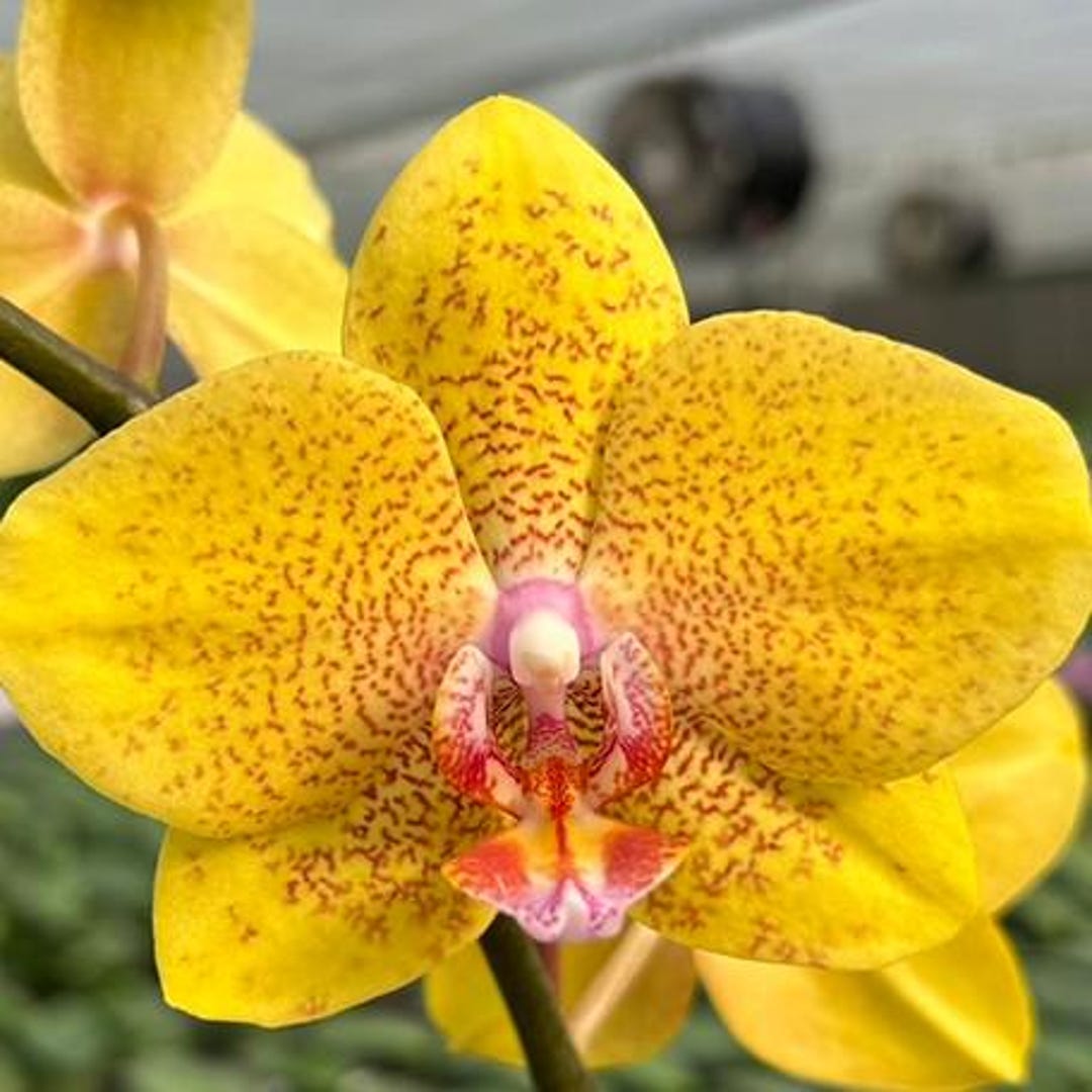 24K♤PURE GOLDエッジ加工／デンドロビウム 蘭 プリザーブドフラワー Phalaenopsis TLH Gold Princess '515' 2.5