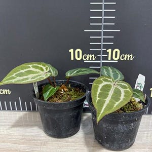 Anthurium 'Michelle' 3.0" *Preorder* afbeelding 3