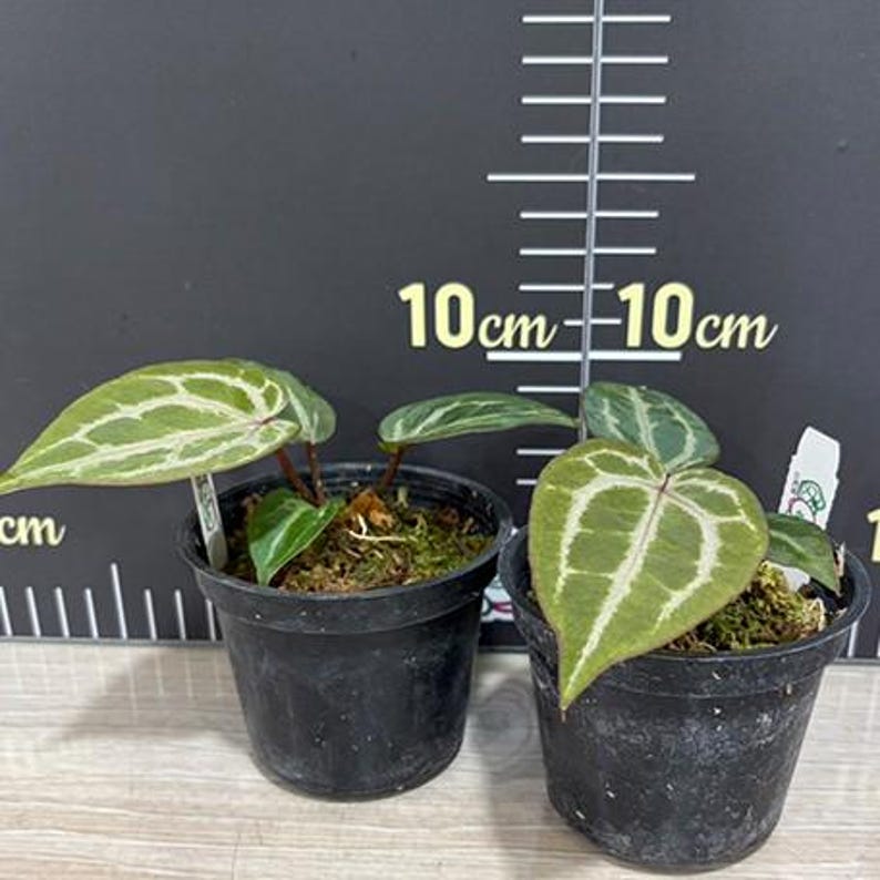 Anthurium 'Michelle' 3.0" *Preorder* afbeelding 3