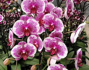 Rare Picotee Harlequin Phal. Fusheng Black Peacock 'panda